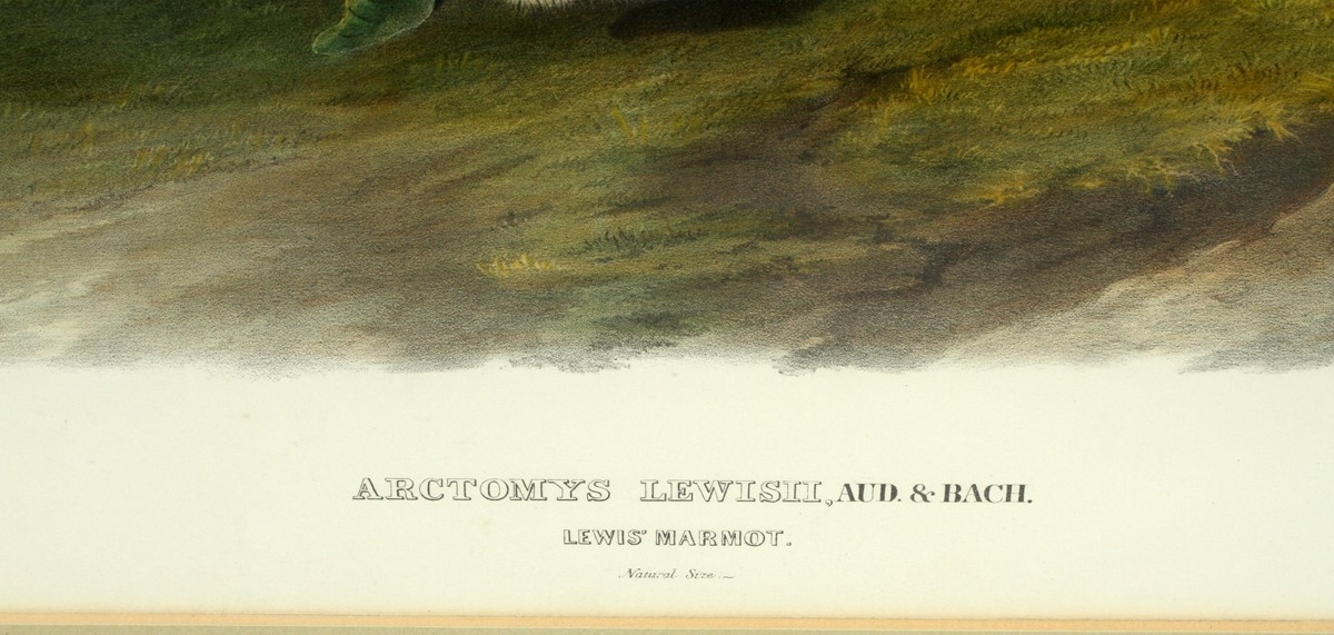 Artwork by John Woodhouse Audubon, LEWIS MARMOT, Made of LITHOGRAPH