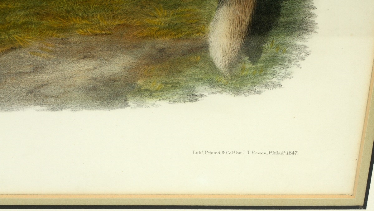 Artwork by John Woodhouse Audubon, LEWIS MARMOT, Made of LITHOGRAPH