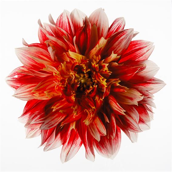 Dahlia by Fabio   Zonta, 2018