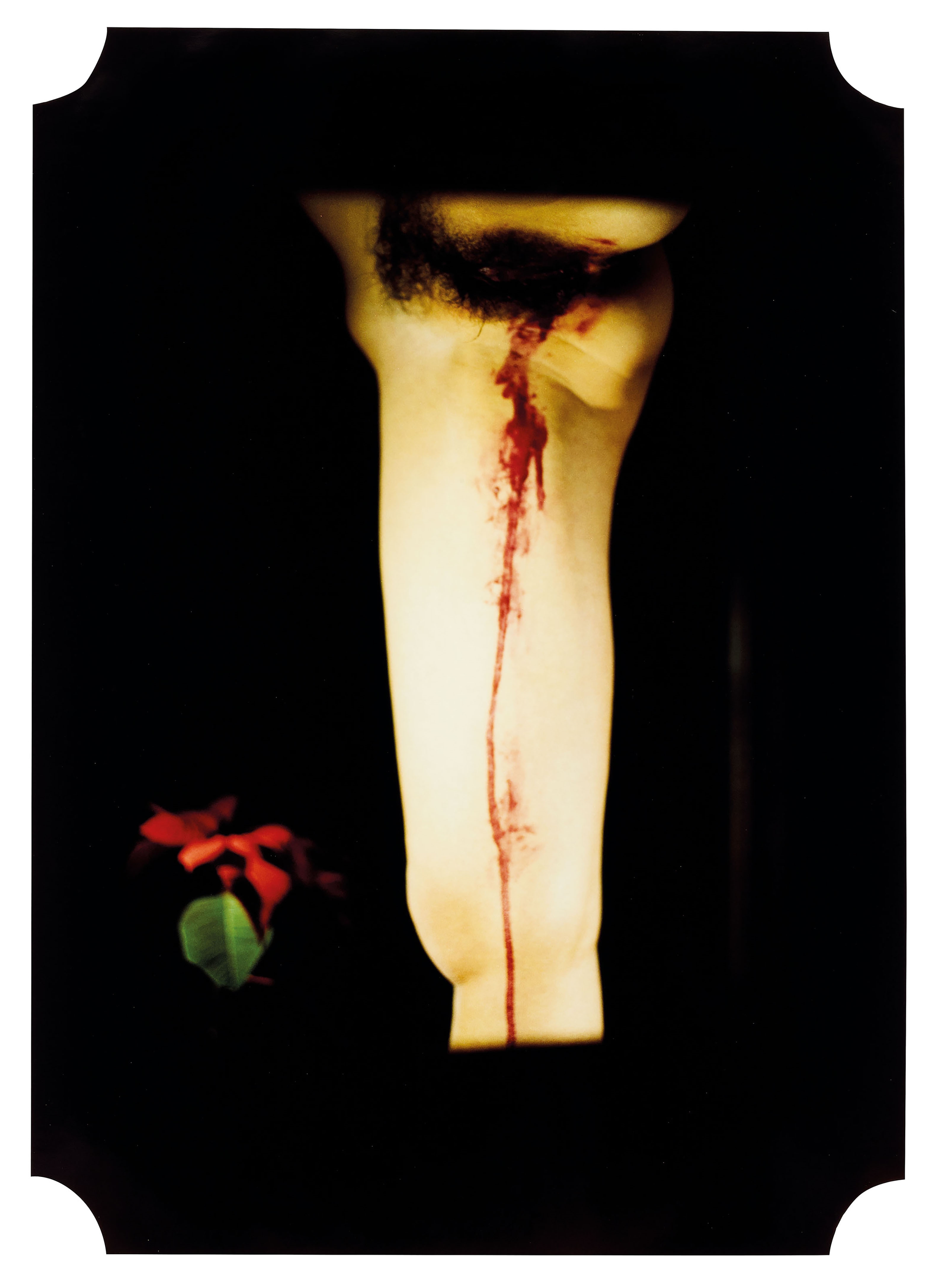 Artwork by Chen Lingyang, Twelve Flower Months, Made of color photographs