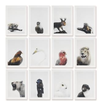 Soon Bo’s Cold Room and Shelves Series: Raffles Tiger, Falcon, Chinese Greater Bushy Ear Comerolat, Chicken, The Japanese White Sided Tooch, Lesser White Nosed Monkey, Swan, Society Parrot, Barbary Lion, River Lion, Timolo Monkey, Snowy Owl - Robert Zhao Renhui