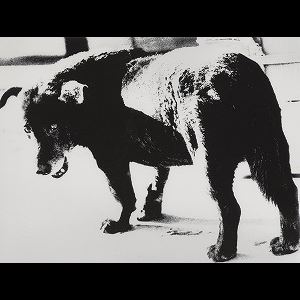Daido Moriyama | Stray Dog | MutualArt