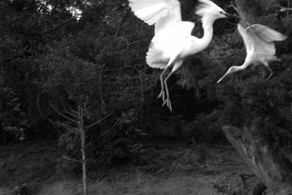 Sylvia Plachy: Songs In Black And White - űԴǰ/ܲԲٳ󲹱