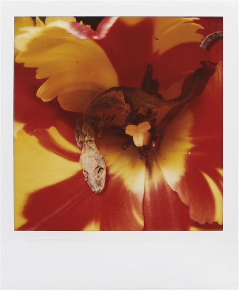 Pola Eros, Diptych by Nobuyoshi Araki, 2006