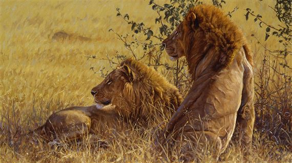 King of Beasts: A Study of the African Lion by John Banovich - Nevada Museum of Art