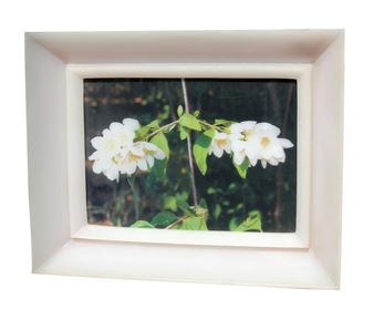 Poisoned flowers - Chiara Dynys