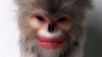 2020 Adelaide Biennial of Australian Art: Monster Theatres - Art Gallery of South Australia