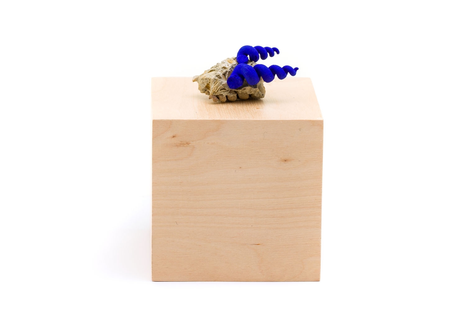 Artwork by Katarzyna Przezwańska, Untitled, Made of fossil, acrylic