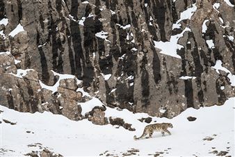 Calendrier Vincent Munier 2023 Vincent Munier | 7 Artworks At Auction | Mutualart