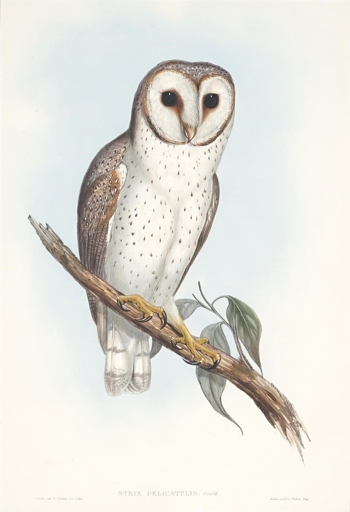 Strix Delicatulus (Delicate Owl) by John Gould