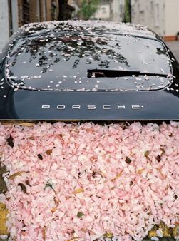 Sakura Rain - Yulia Lebedeva