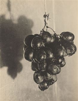 Pflanzenaufnahmen - Else Thalemann