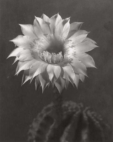 Cactus flower by Lou Landauer, 1943