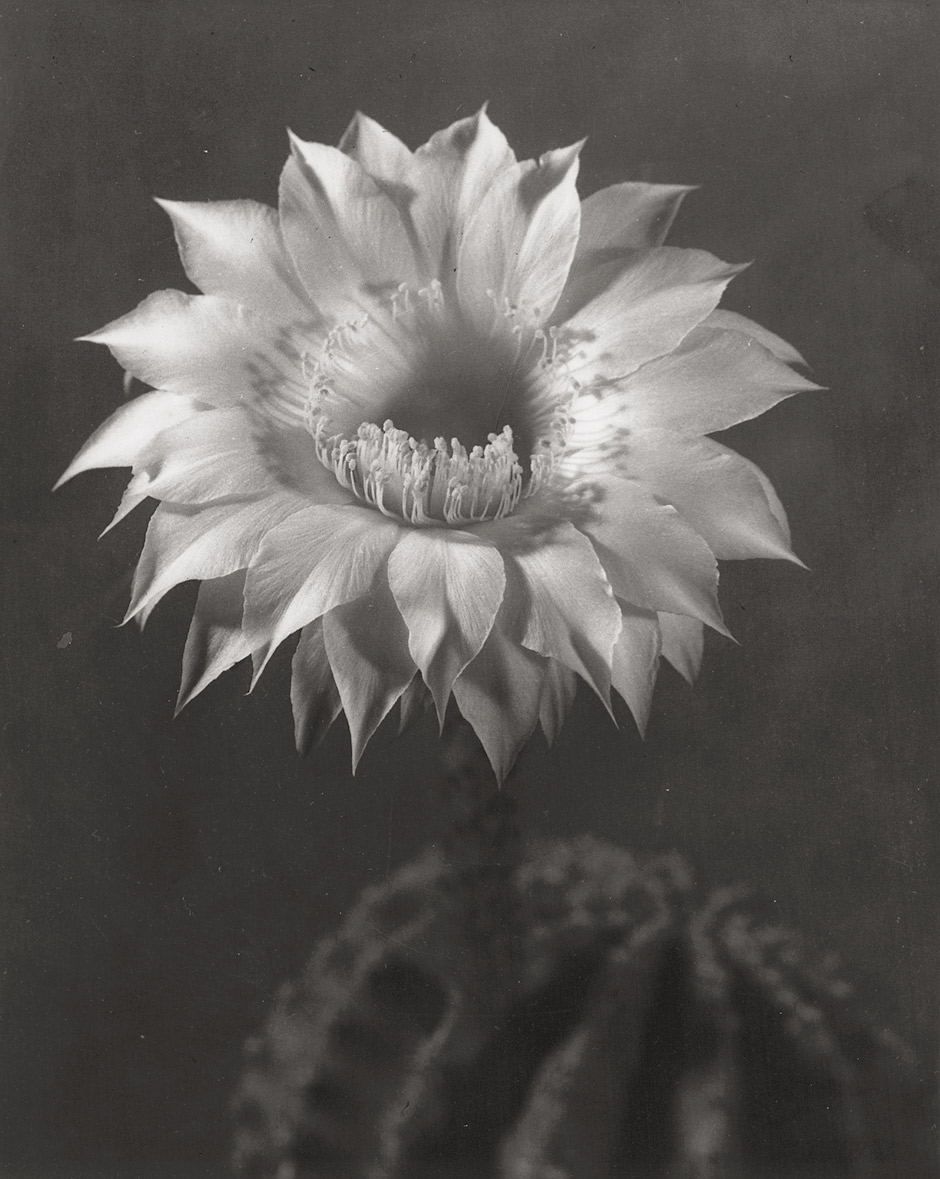 Artwork by Lou Landauer, Cactus flower, Made of Vintage ferrotyped gelatin silver print
