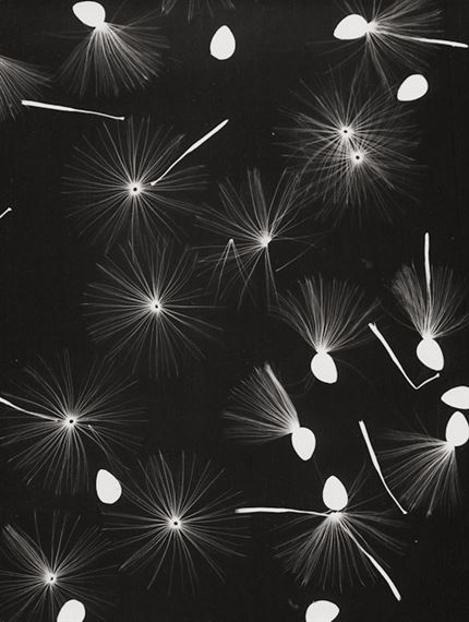 Seedlings (photogram) by Lou Landauer, ca 1943