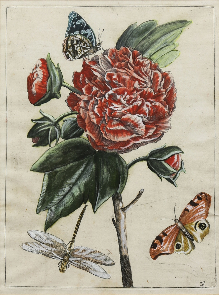 Maria Sibylla Merian | 24 Works: The Metamorphosis of Caterpillars to ...