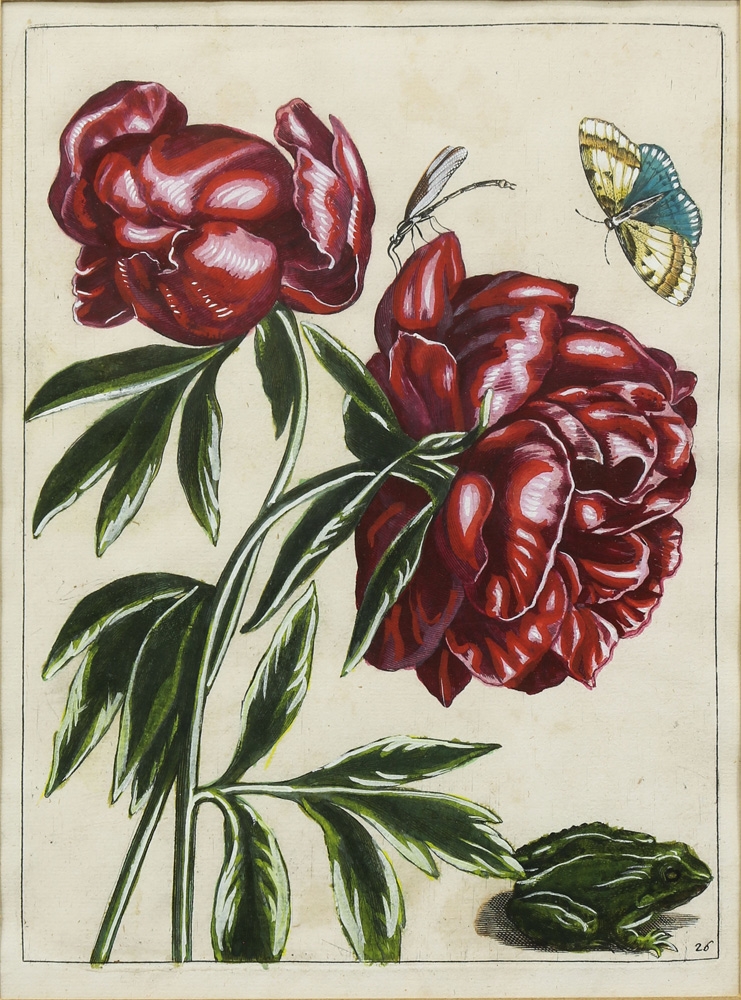 Maria Sibylla Merian | 24 Works: The Metamorphosis of Caterpillars to ...