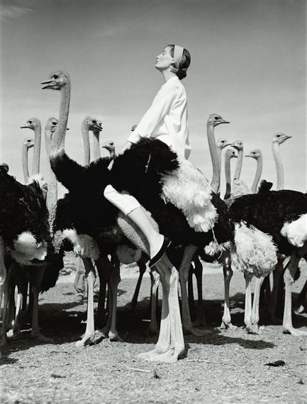 Wenda and Ostriches by Norman Parkinson, 1951