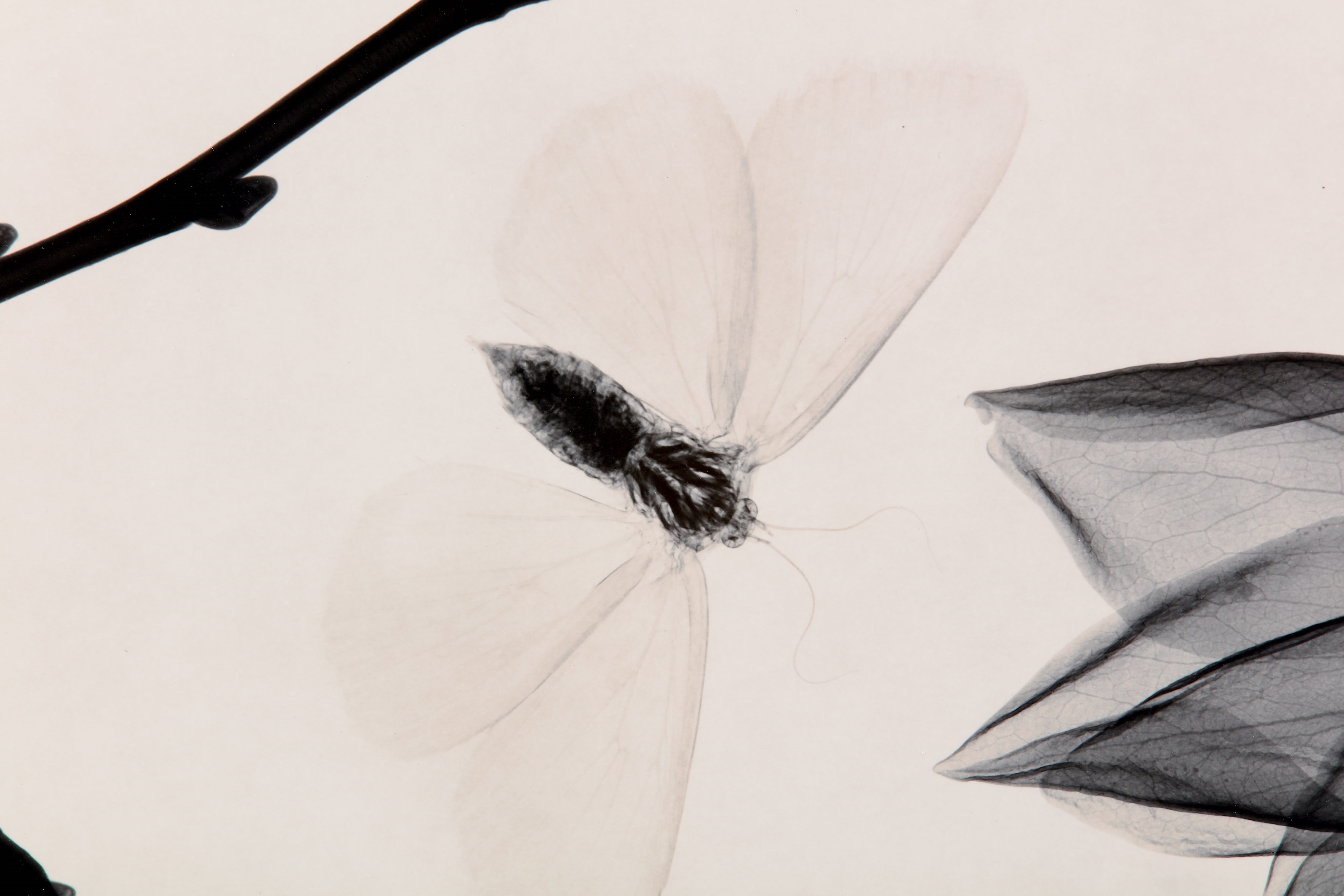 Artwork by Judith K. McMillan, MAGNOLIA AND MOTH, Made of silver gelatin print