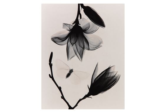 MAGNOLIA AND MOTH by Judith K. McMillan, 2002