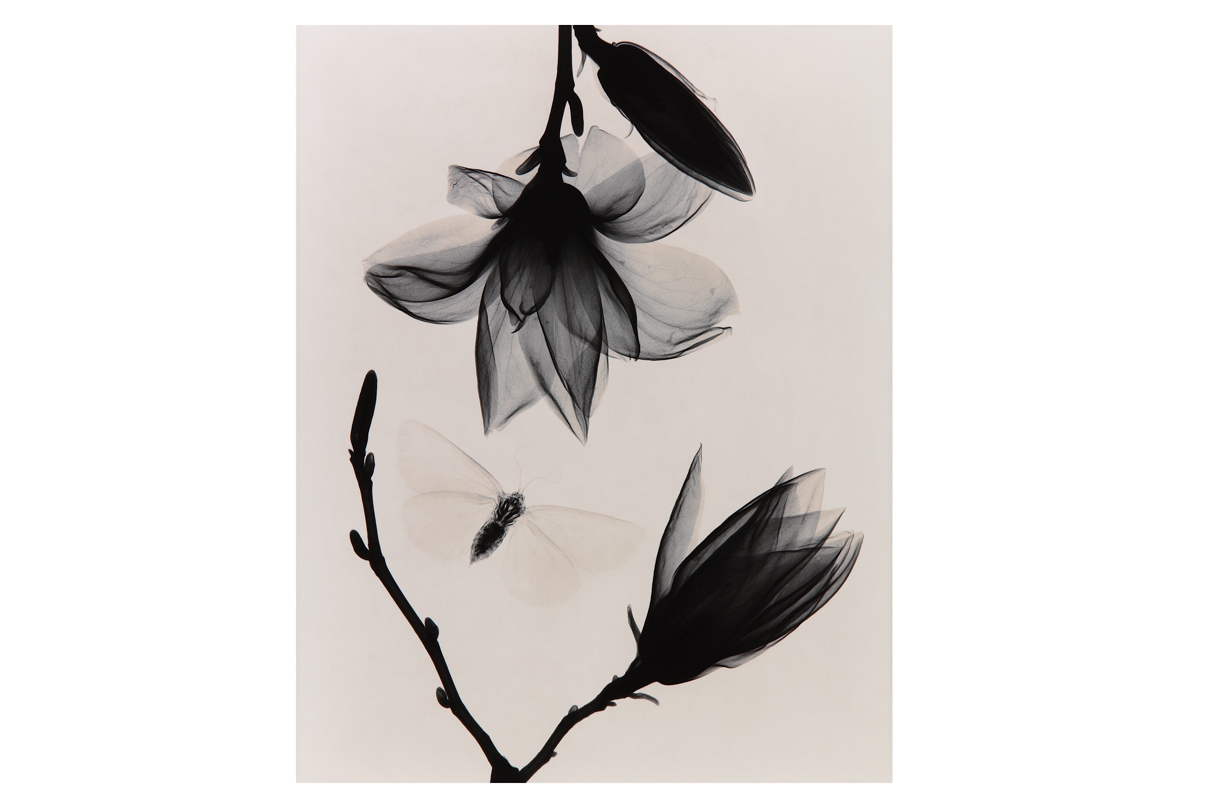 Artwork by Judith K. McMillan, MAGNOLIA AND MOTH, Made of silver gelatin print