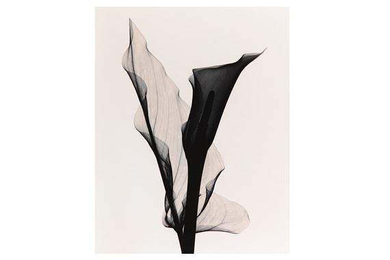 OPTIC EXPLORATION: ZANDESCHIA NO 2 (CALLA LILY) by Judith K. McMillan, 2002