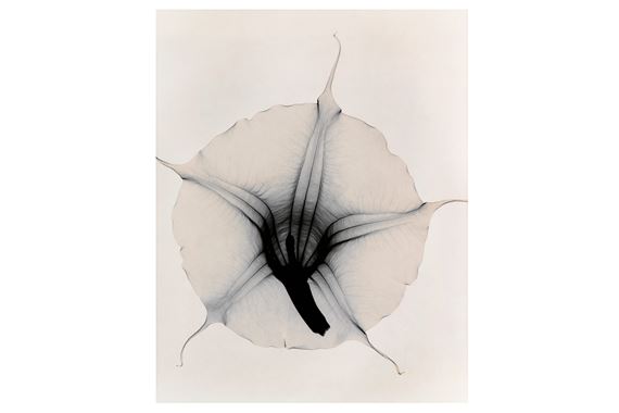 OPTIC EXPLORATION: BRUGMANSIA X CANDIDA (YELLOW ANGEL'S TRUMPET) by Judith K. McMillan, 2000
