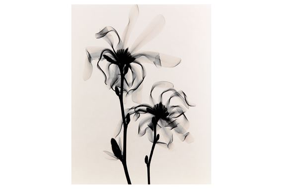 OPTIC EXPLORATION: MAGNOLIA STELLATA (STAR MAGNOLIA) by Judith K. McMillan, 2000
