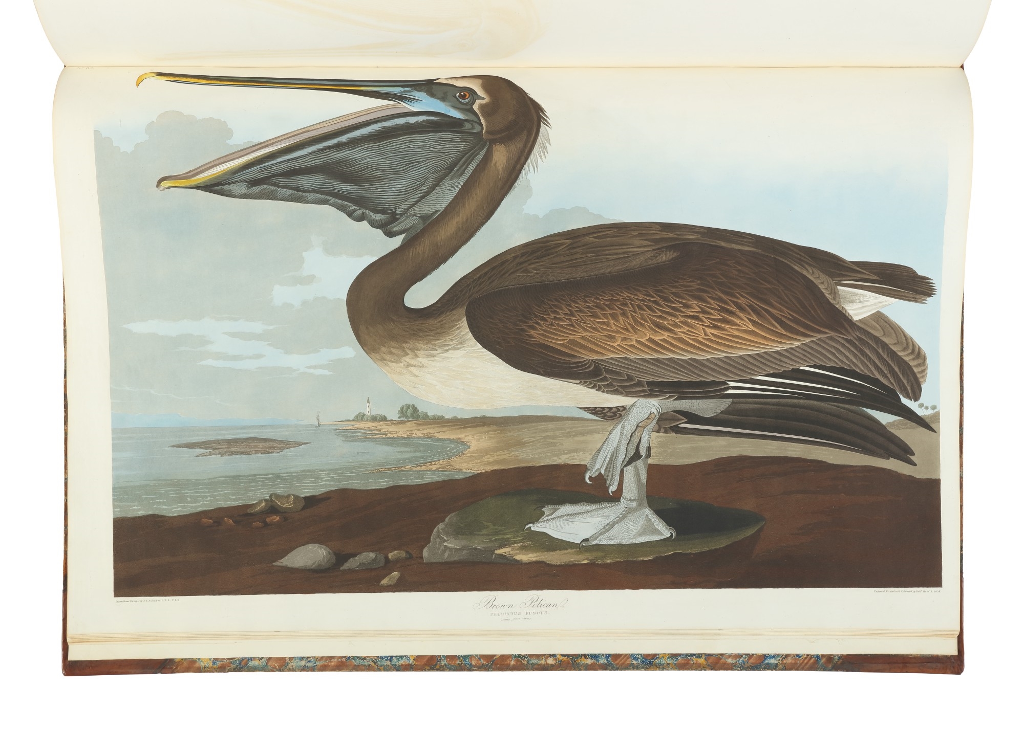 John James Audubon The Birds of America; from Original Drawings by