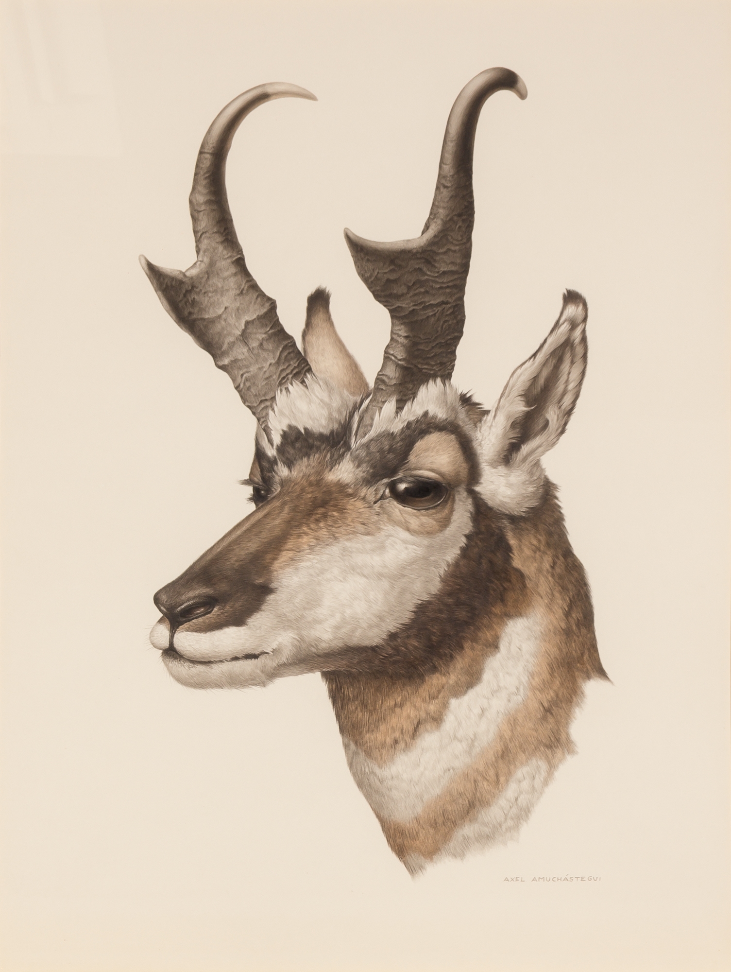 Pronghorn Antelope Drawing