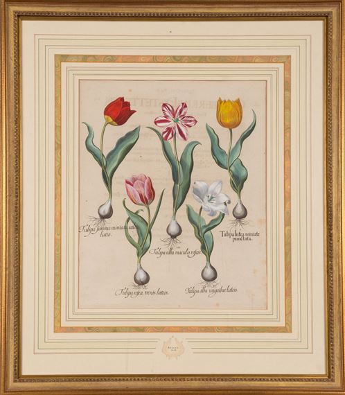 TULIPA by Basilius Besler, 1613