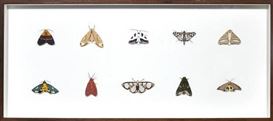 Craft of the Critters