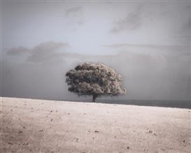 Behind the Image: Kate Breakey on Tree Stories