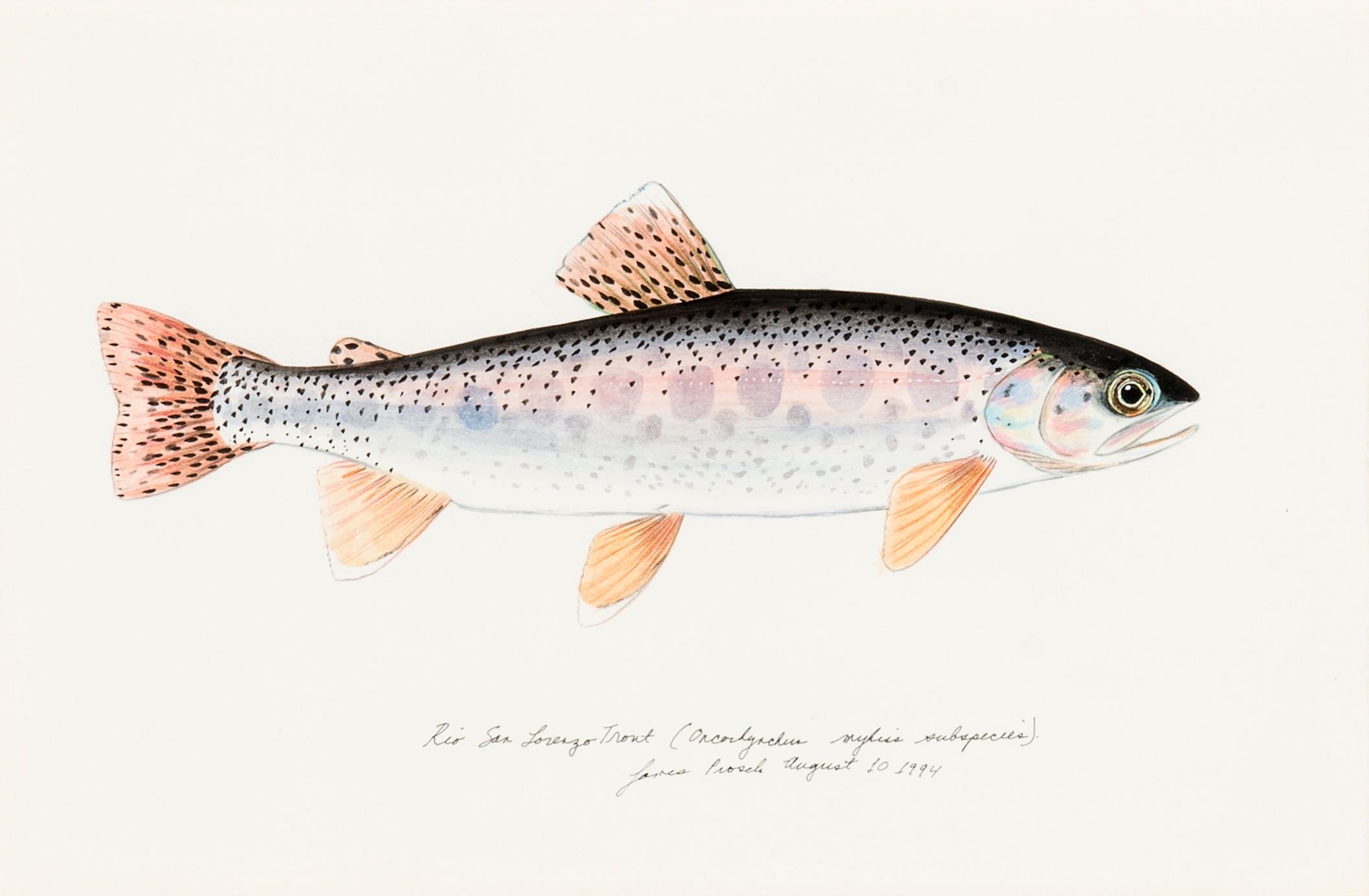 James Prosek Rio San Lorenzo Trout (1994) MutualArt