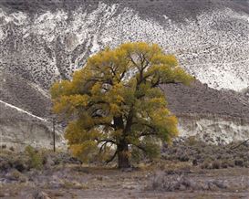 Picturing Climate Change in America’s Western Wilderness