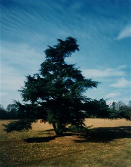 Tree at Hildon - Elizabeth McAlpine