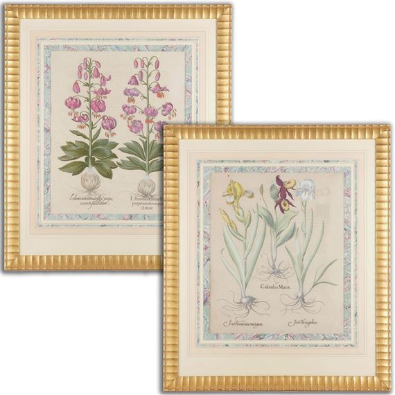 Two Works: Irises and Lilies by Basilius Besler, Circa 1613