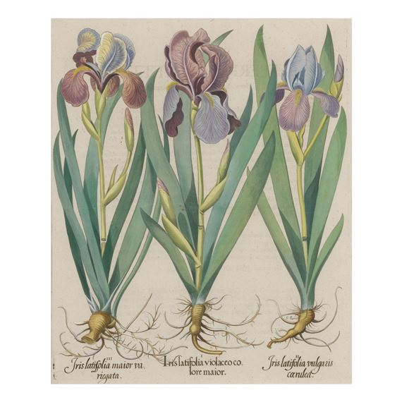 IRIS CALCEDONICA LATIFOLIA [MOURNING IRIS]; IRIS FLORENTINA [FLORENTINE IRIS]; IRIS ILLYRICA [DALMATIAN IRIS], [AND:] IRIS LATIFOLIA VIOLACEO COLORE MAIOR; IRIS LATIFOLIA VULGARIS COERULEA; IRIS LATIFOLIA MAIOR VARIEGATA [TALL BEARDED GARDEN IRISES] by Basilius Besler, 1713