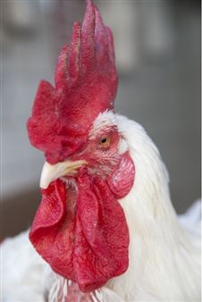 Peyman Hooshmandzadeh: His Excellency the Cock - Ag Galerie