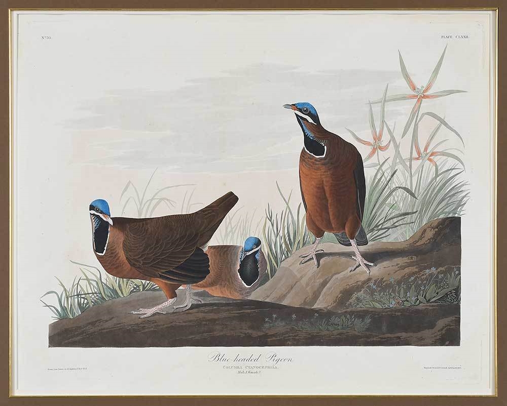 The Birds of America by John James Audubon, 1827-1838