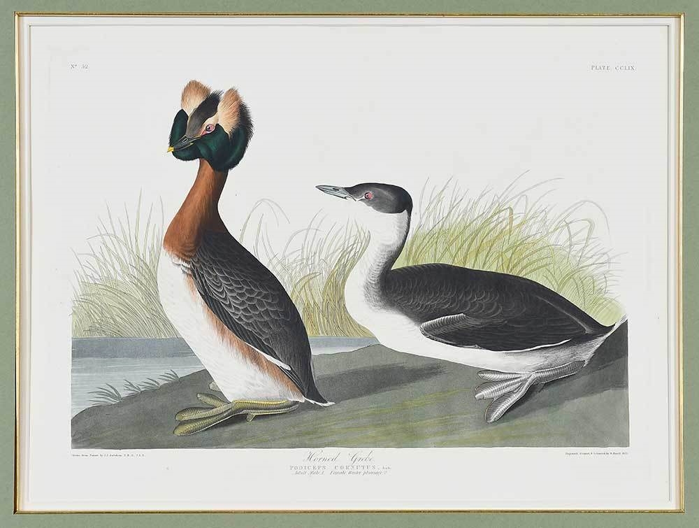 The Birds of America by John James Audubon, 1827-1838