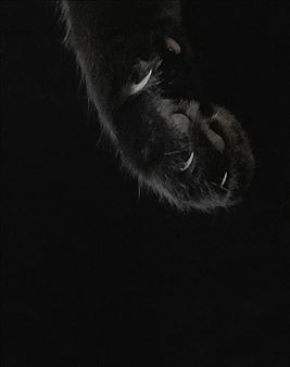 Irena Haiduk: Remaster - Swiss Institute