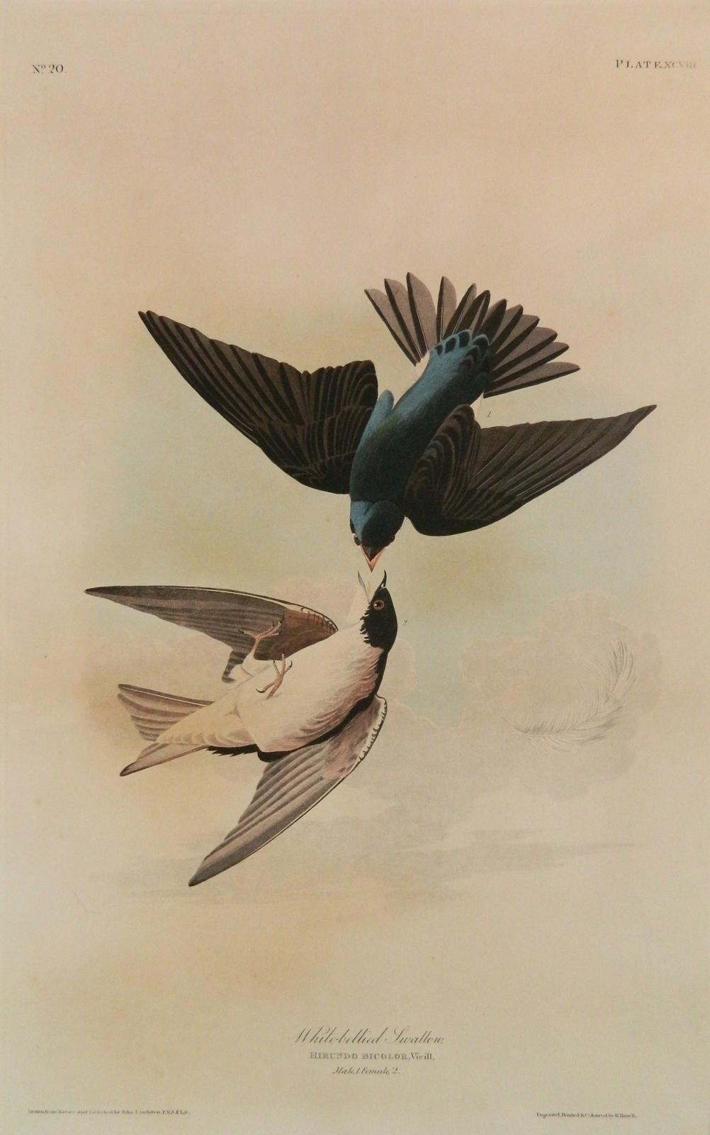 White Bellied Swallows