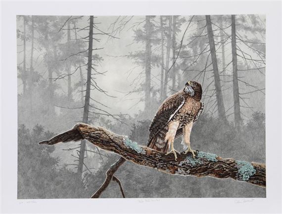 Red Tail Hawk by Chris Forrest, 1980