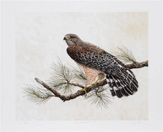 Red Shouldered Hawk by Chris Forrest, circa 1979