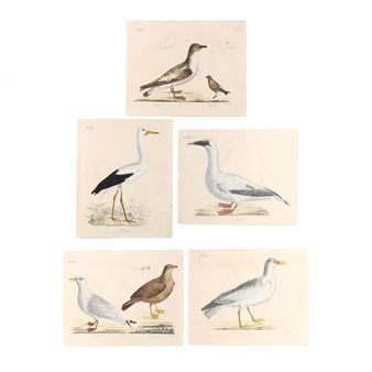 Five works: Avian Lithographs From His Naturalist Atlas - Georg August Goldfuss