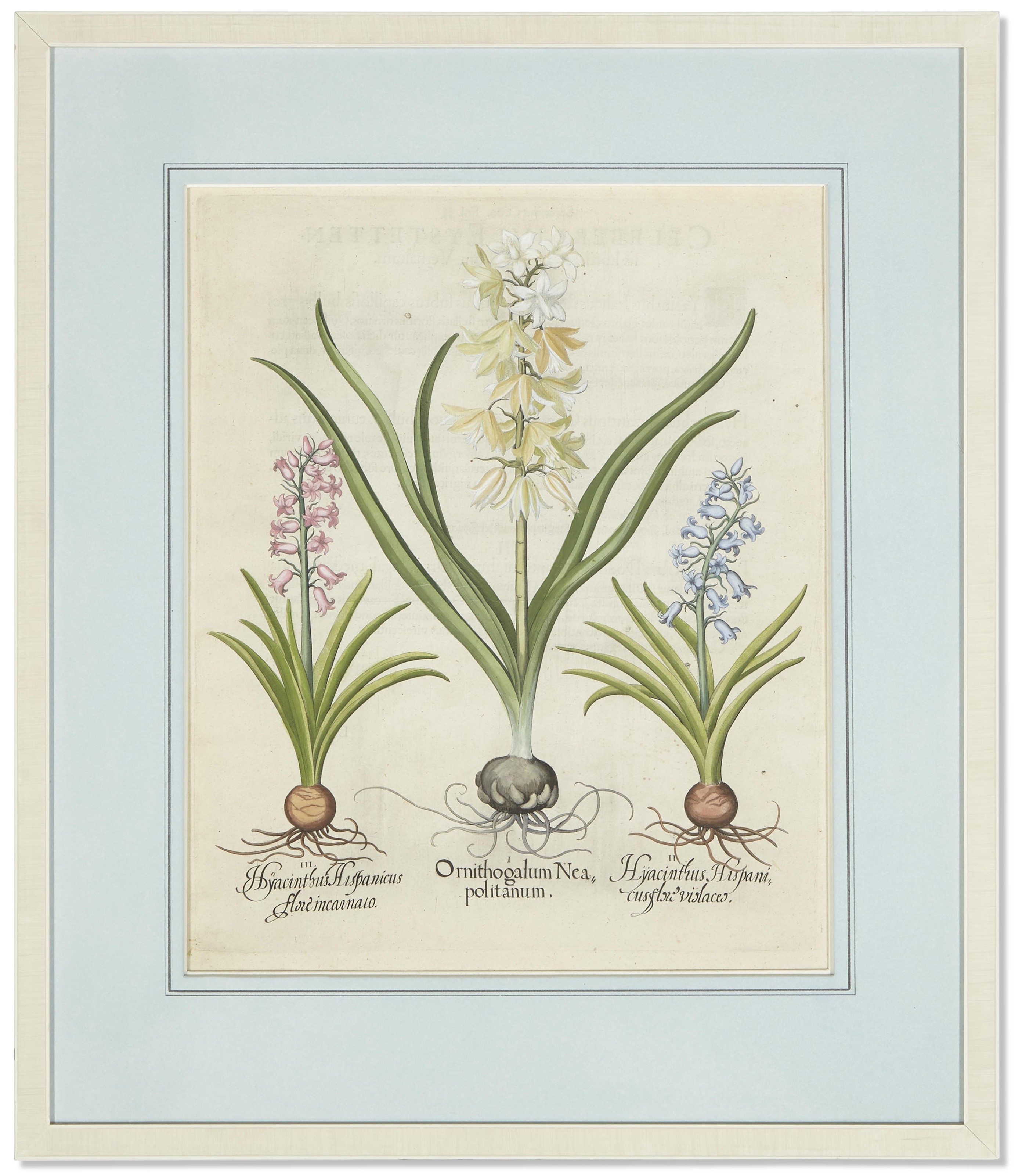 Artwork by Basilius Besler, Six Botanical Prints, Made of Prints
engraving with hand coloring