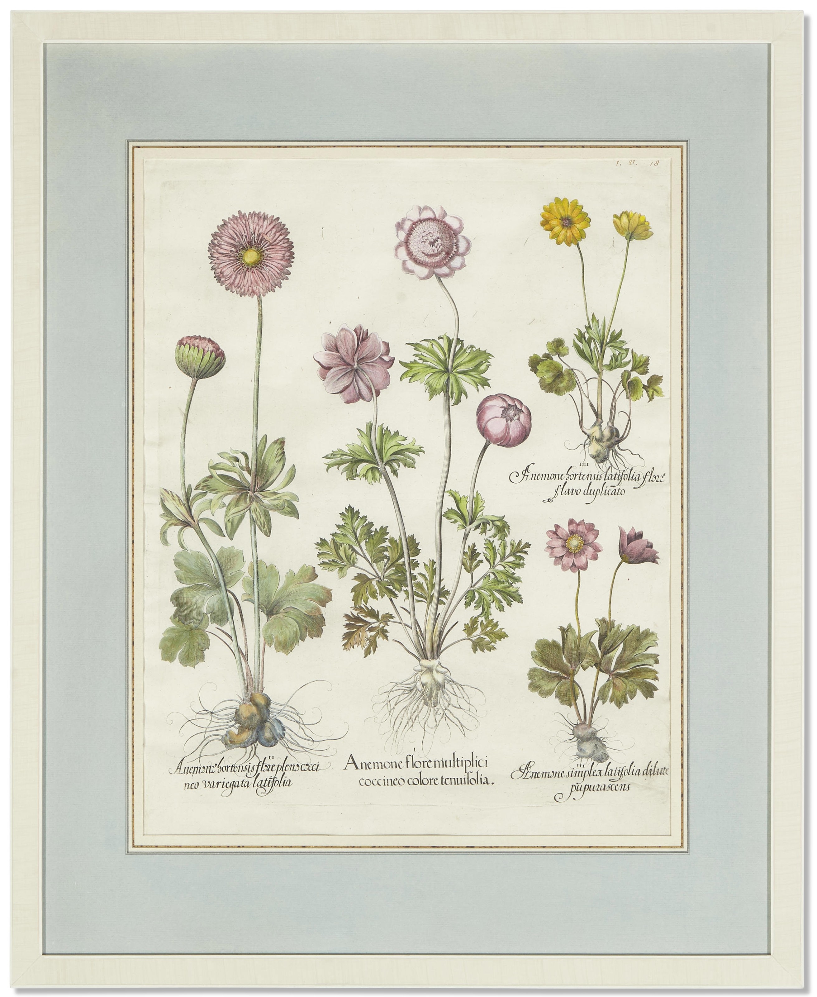 Artwork by Basilius Besler, Six Botanical Prints, Made of Prints
engraving with hand coloring