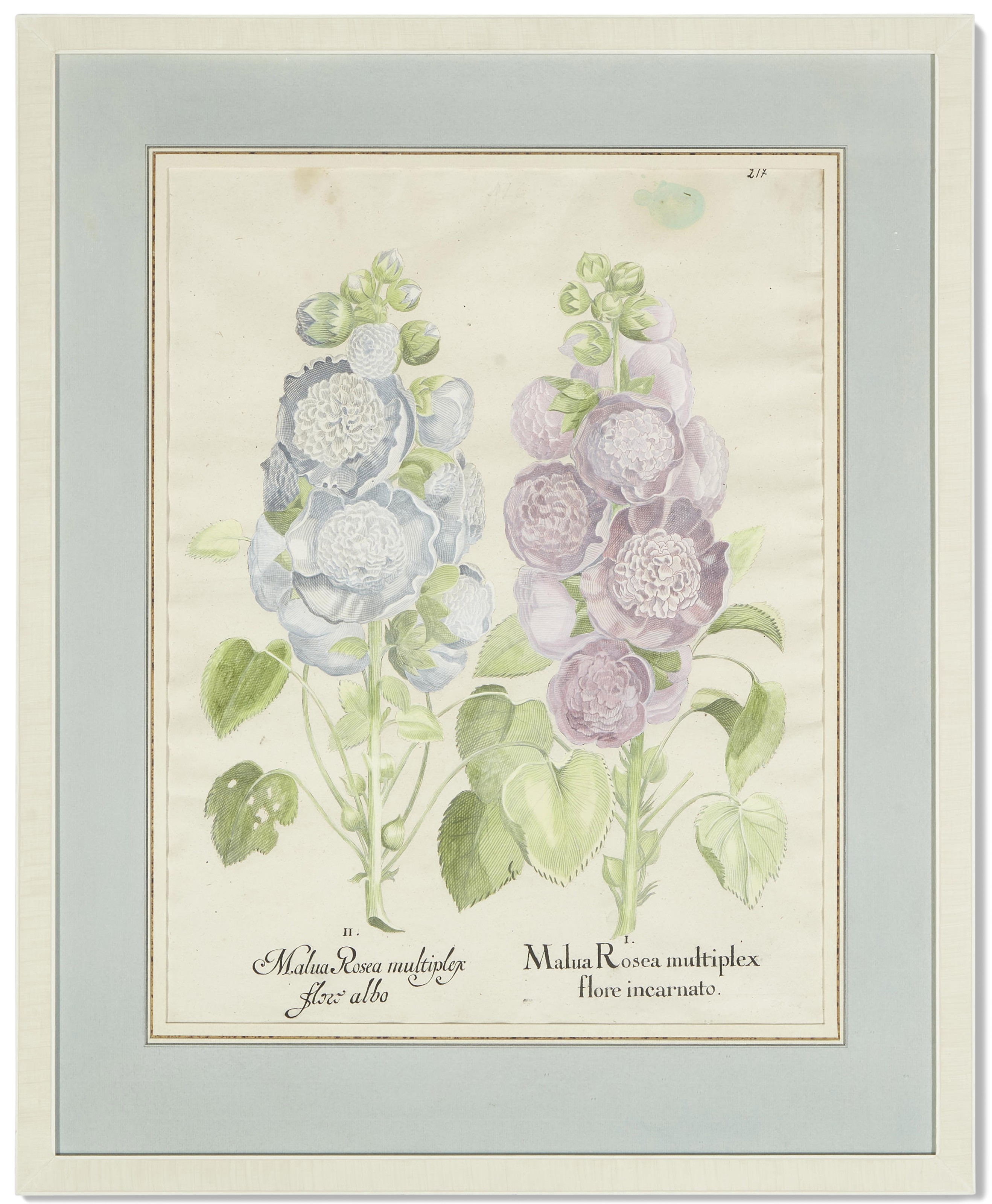 Artwork by Basilius Besler, Six Botanical Prints, Made of Prints
engraving with hand coloring
