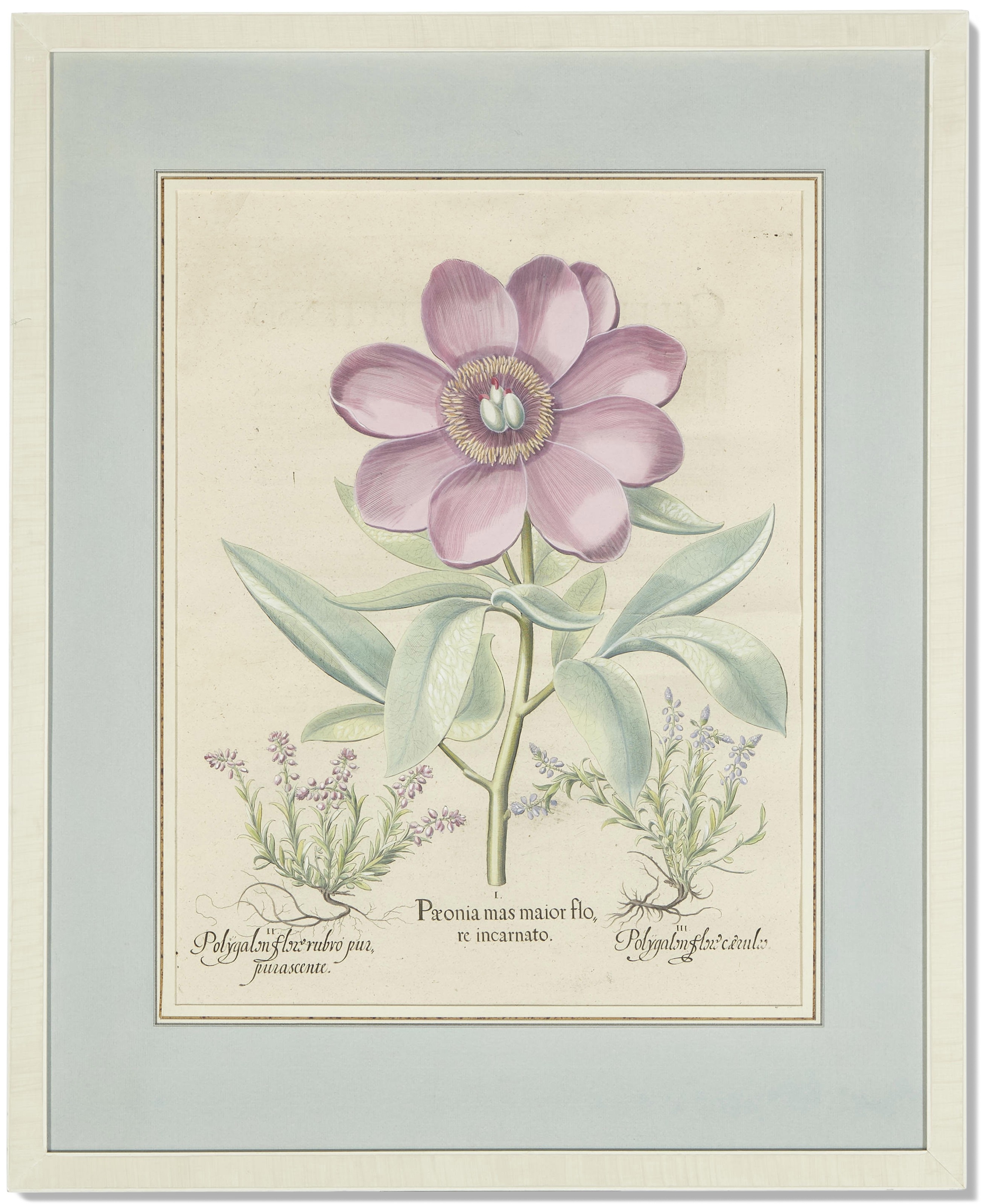 Artwork by Basilius Besler, Six Botanical Prints, Made of Prints
engraving with hand coloring